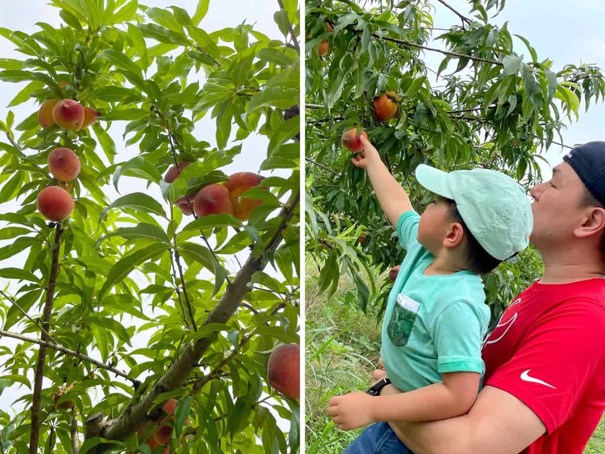 A boy picking peaches from a tree.